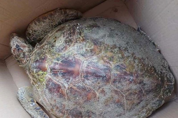 Quảng Nam: Liên tiếp xuất hiện cá heo, rùa xanh quý hiếm bị thương nặng dạt vào bờ biển Hội An - Anh 2
