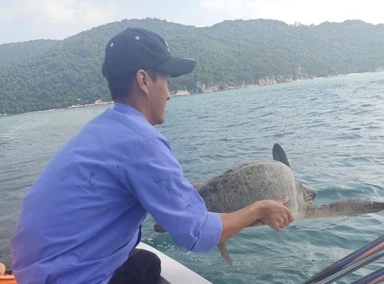 Quảng Nam: Thả rùa xanh quý hiếm mắc lưới ngư dân về biển - Anh 1