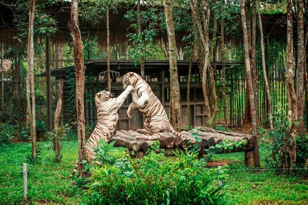 Vinpearl Safari đăng cai tổ chức hội nghị bảo tồn và phúc trạng động vật lớn nhất Đông Nam Á - Anh 4