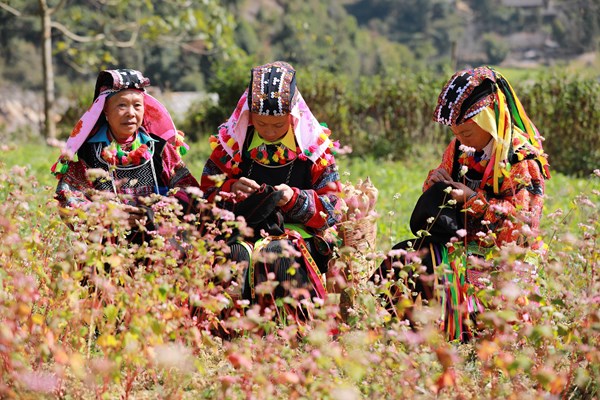 Lễ hội hoa tam giác mạch 2019:  Tạo dấu ấn từ những giá trị văn hóa truyền thống - Anh 1