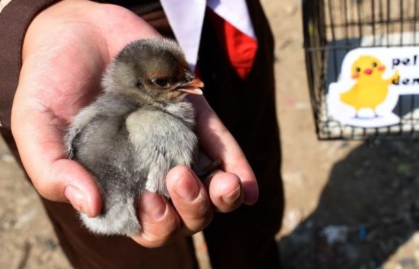 Indonesia: Dự án nuôi gà giúp trẻ 