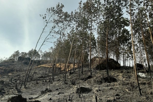 Khởi tố đối tượng vì vô tình gây cháy hơn 100ha rừng ở Quảng Nam - Anh 2