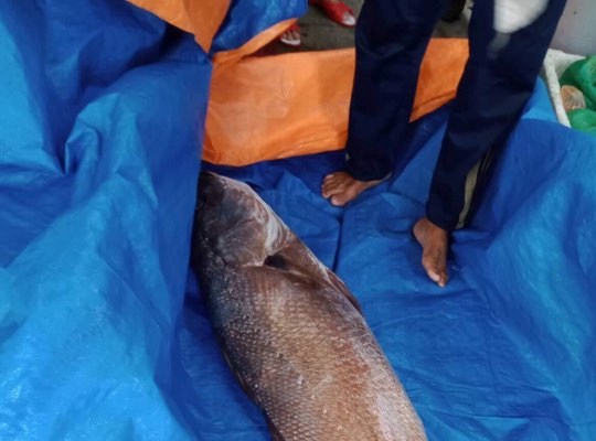 Quảng Nam: Ngư dân câu được cá hơn 10kg nghi sủ vàng quý hiếm - Anh 1