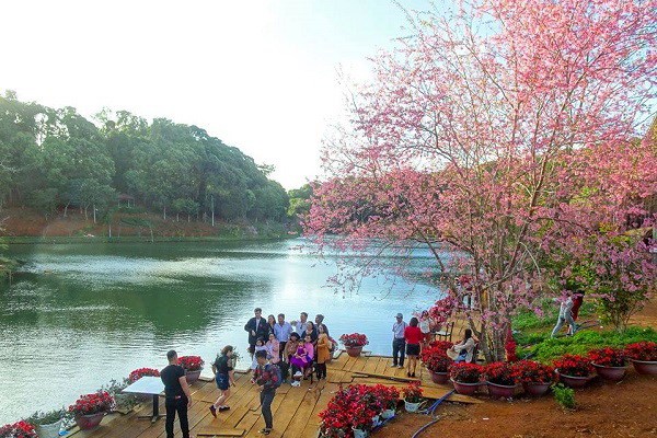 Mùa hoa mai anh đào - điểm nhấn du lịch ở huyện Kon Plông - Anh 1