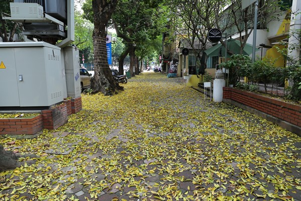 Hà Nội: Mùa lá rụng nhuộm vàng nhiều tuyến phố - Anh 1