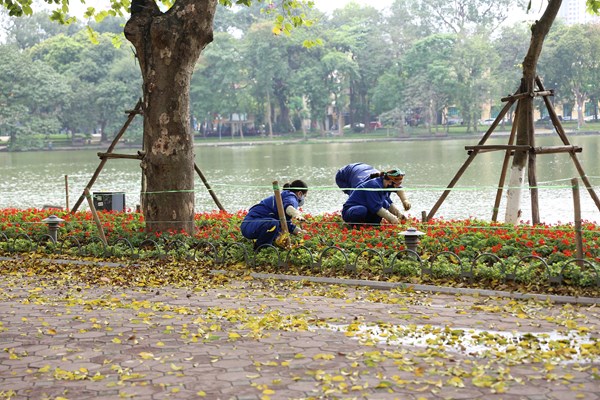 Hà Nội: Mùa lá rụng nhuộm vàng nhiều tuyến phố - Anh 10