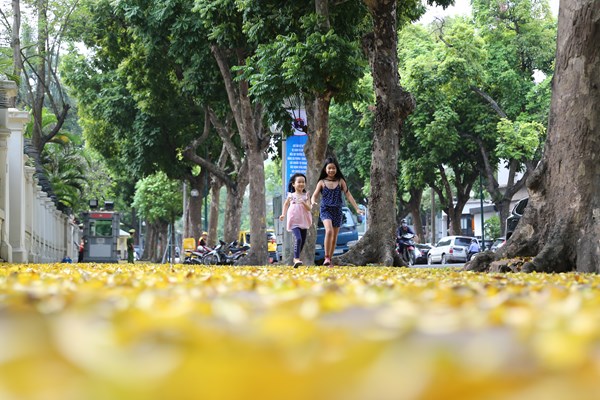 Hà Nội: Mùa lá rụng nhuộm vàng nhiều tuyến phố - Anh 2