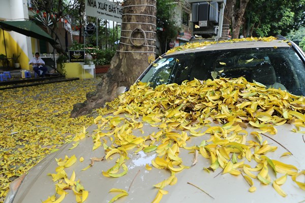 Hà Nội: Mùa lá rụng nhuộm vàng nhiều tuyến phố - Anh 6