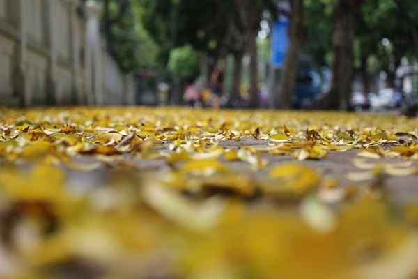 Hà Nội: Mùa lá rụng nhuộm vàng nhiều tuyến phố - Anh 5