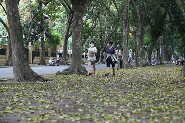 Hà Nội: Mùa lá rụng nhuộm vàng nhiều tuyến phố - Anh 7