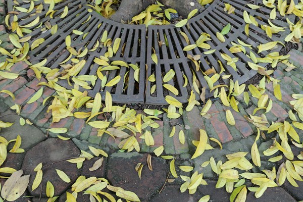 Hà Nội: Mùa lá rụng nhuộm vàng nhiều tuyến phố - Anh 8