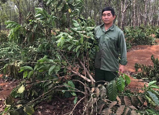 Gia Lai: Gần 2.000 cây cà phê sắp thu hoạch bị kẻ gian chặt hạ - Anh 1