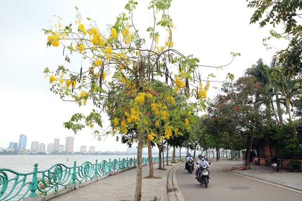 Hà Nội: Hoa muồng hoàng yến “nhuộm vàng” Hồ Tây - Anh 1
