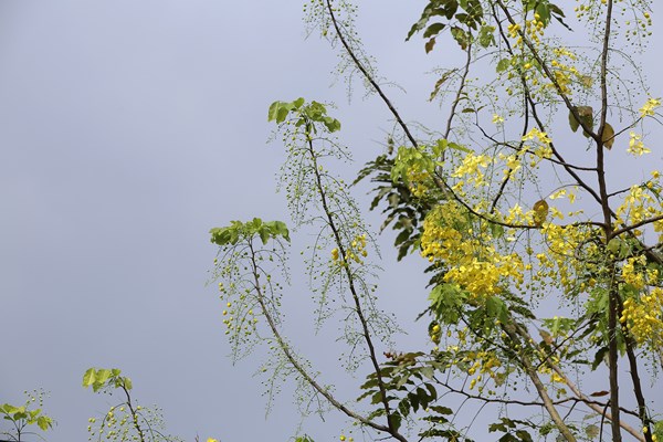 Hà Nội: Hoa muồng hoàng yến “nhuộm vàng” Hồ Tây - Anh 10
