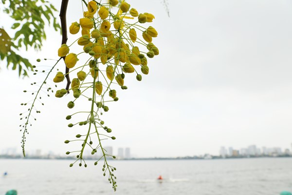 Hà Nội: Hoa muồng hoàng yến “nhuộm vàng” Hồ Tây - Anh 11