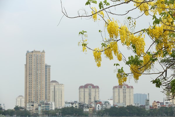 Hà Nội: Hoa muồng hoàng yến “nhuộm vàng” Hồ Tây - Anh 12