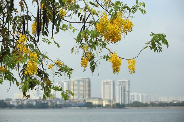 Hà Nội: Hoa muồng hoàng yến “nhuộm vàng” Hồ Tây - Anh 2
