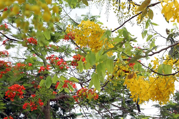 Hà Nội: Hoa muồng hoàng yến “nhuộm vàng” Hồ Tây - Anh 4