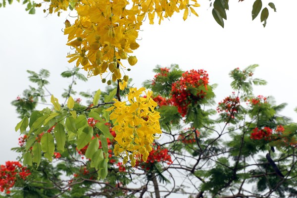 Hà Nội: Hoa muồng hoàng yến “nhuộm vàng” Hồ Tây - Anh 5