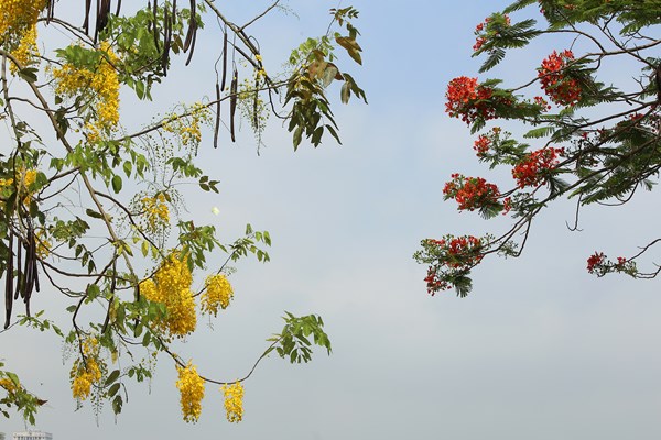 Hà Nội: Hoa muồng hoàng yến “nhuộm vàng” Hồ Tây - Anh 6