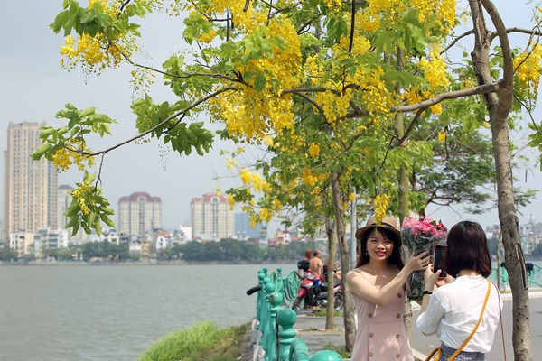 Hà Nội: Hoa muồng hoàng yến “nhuộm vàng” Hồ Tây - Anh 8