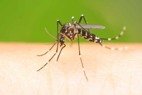 Thêm mối nguy từ bệnh sốt xuất huyết và bệnh do virus zika - Anh 1