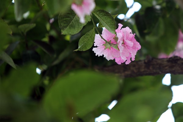 Hà Nội: Ngẩn ngơ trước hoa bằng lăng hồng - Anh 4