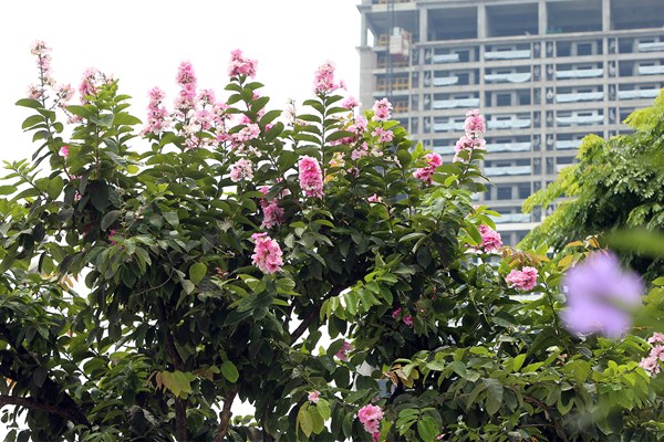 Hà Nội: Ngẩn ngơ trước hoa bằng lăng hồng - Anh 5