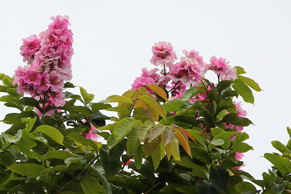 Hà Nội: Ngẩn ngơ trước hoa bằng lăng hồng - Anh 7
