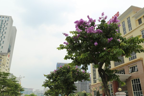 Hà Nội: Ngẩn ngơ trước hoa bằng lăng hồng - Anh 8