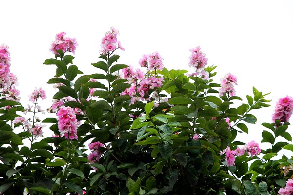 Hà Nội: Ngẩn ngơ trước hoa bằng lăng hồng - Anh 9