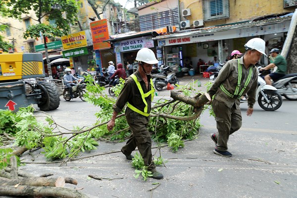 Công nhân đội nắng tỉa cây trước mùa mưa bão - Anh 4