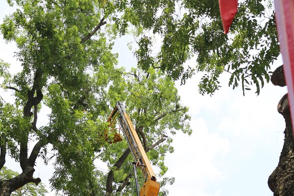 Công nhân đội nắng tỉa cây trước mùa mưa bão - Anh 5