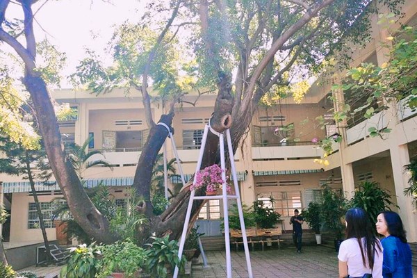 Đà Nẵng:  Đảm bảo an toàn hệ thống cây xanh bóng mát trong trường học - Anh 1