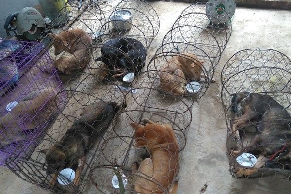 Hơn 770.000 chữ ký ủng hộ chấm dứt mua bán, giết mổ chó mèo lấy thịt - Anh 1