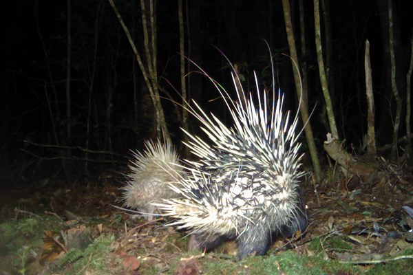 Công bố mới nhất về sự đa dạng các loài thú ở Vườn quốc gia Bidoup-Núi Bà - Anh 2
