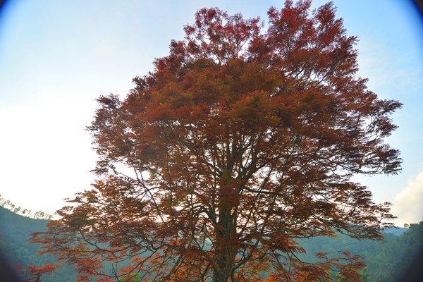 Độc đáo cây “dự báo mùa màng” của người đồng bào Bắc Hà - Anh 5