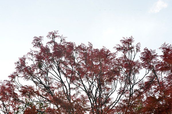 Độc đáo cây “dự báo mùa màng” của người đồng bào Bắc Hà - Anh 10
