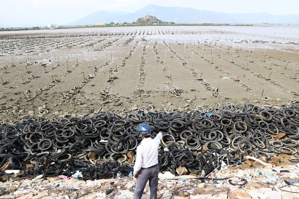 Nuôi hàu bằng lốp xe ở Đầm Nại (Ninh Thuận): Thiệt đơn, thiệt kép - Anh 1