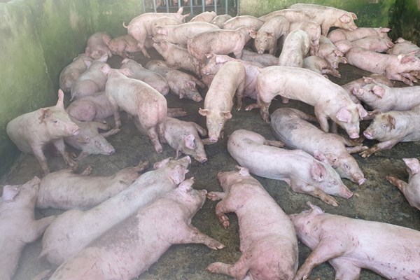 Sóc Trăng tiêu hủy 255 con lợn nhiễm dịch tả châu Phi - Anh 2