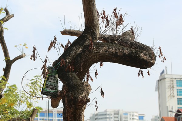 Hà Nội: Truyền dịch cứu cây 