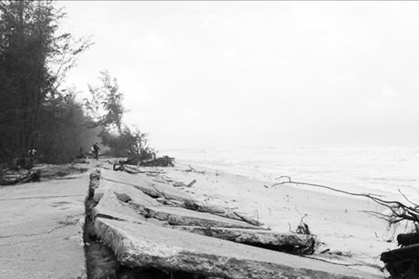 Bờ biển ở Thừa Thiên Huế cuốn trôi rừng phòng hộ - Anh 1