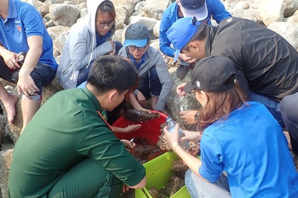 San hô cứng hồi sinh trên các kè bê tông tại Cù Lao Chàm - Anh 1