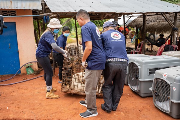 Ngành du lịch Campuchia đồng hành với việc không tiêu thụ thịt chó, mèo - Anh 1