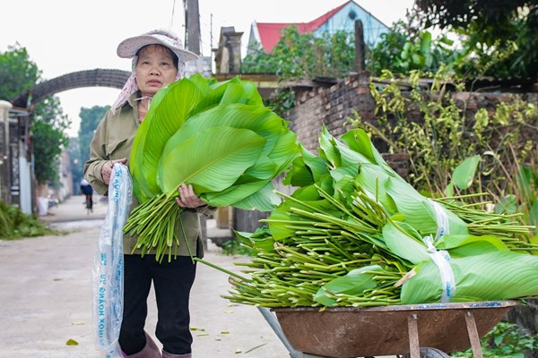 Người dân Trảng Cát hối hả thu hoạch lá dong đón Tết - Anh 5