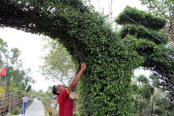 Độc đáo cổng tam quan bằng cây xanh ở huyện An Minh, Kiên Giang - Anh 5