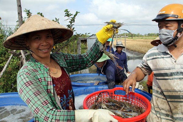 Kiên Giang: Nhộn nhịp thu hoạch tôm càng xanh mùa Tết - Anh 5