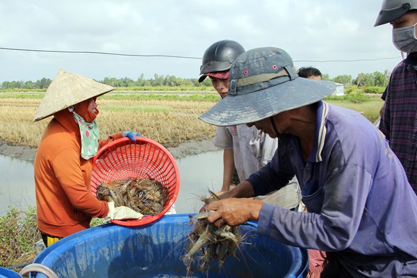 Kiên Giang: Nhộn nhịp thu hoạch tôm càng xanh mùa Tết - Anh 4