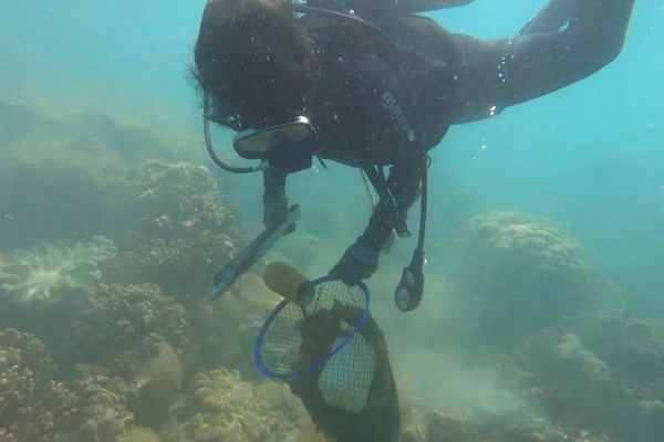 Dọn vệ sinh đáy biển, bảo vệ rạn san hô ở Cù lao Chàm - Anh 2