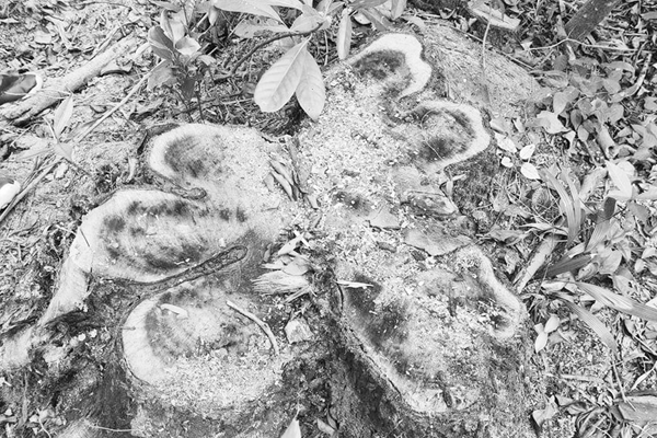 Dọn cành cây sau bão, “chặt nhầm” cây trong cảnh quan  Khu di sản Mỹ Sơn - Anh 2